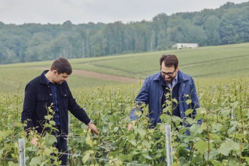 thomas oudart maxime pierlot champagne paul laurent