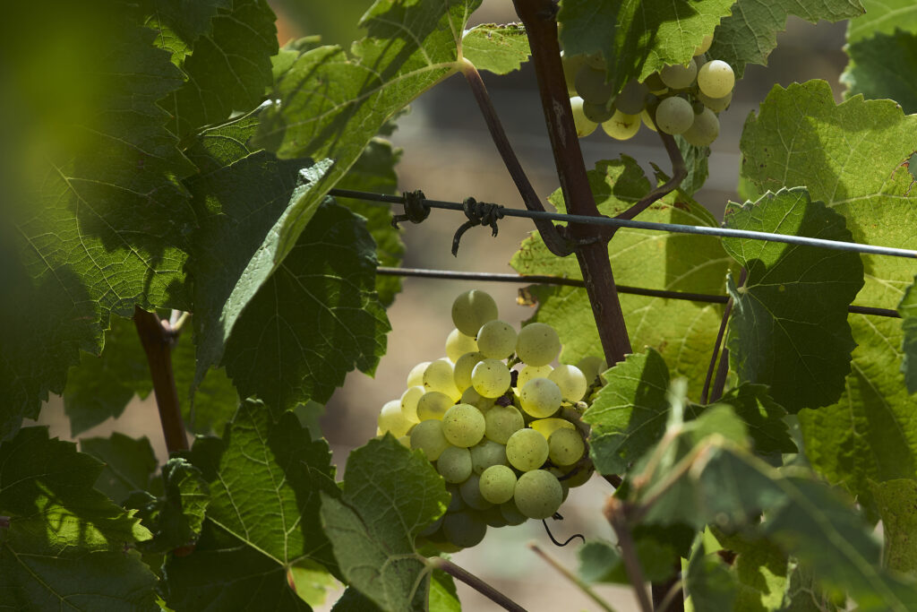 chardonnay bethon sezannais champagne pual laurent