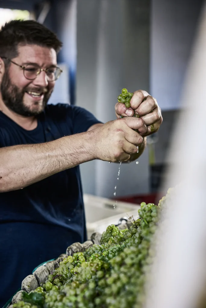 pressoir champagne paul laurent bethon vendanges